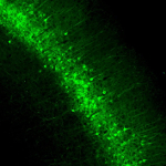 Nr5a1-Cre;Camk2a-tTA;Ai93(TITL- GCaMP6f) fluorescence expression